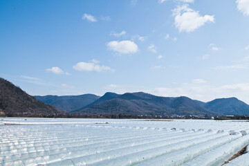 畑とビニールトンネル