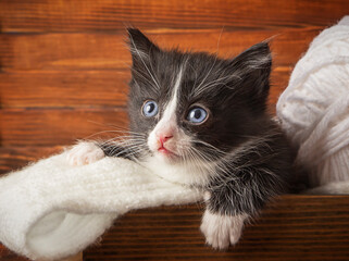 one small kitten on a wooden background
