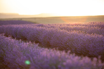 Fototapeta na wymiar Colorful flowering lavandula or lavender field in the dawn light. A light morning mist at the background.