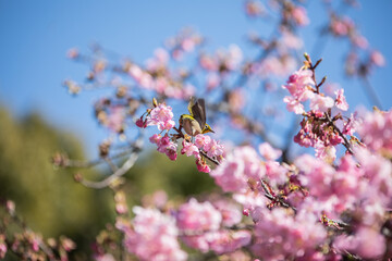 中目黒の梅とメジロ