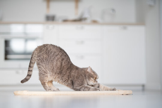 Scottish cat using scratching post. Studio shot