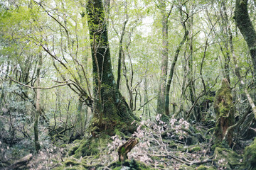 Landscape in Yakushima ,Japanese natural heritage.