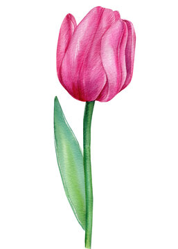 Summer Flower tulip illustration isolated on white background.