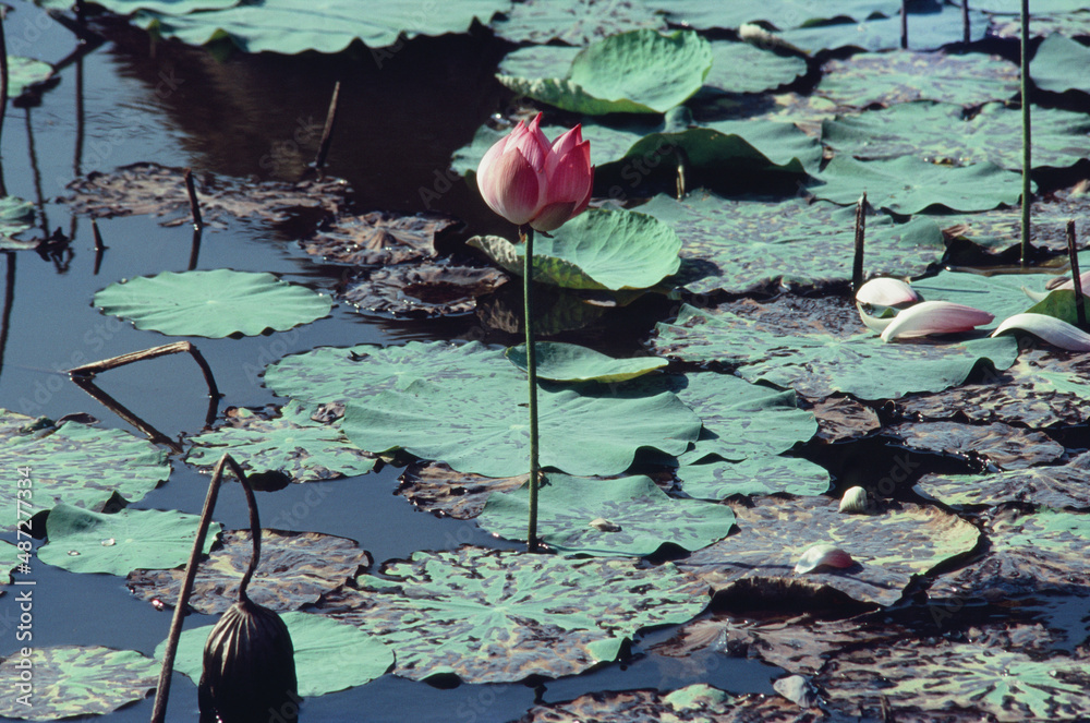 Wall mural Nature photo film: Lotus blooming season. Time: January 31, 2022. Location: Tam Da lotus lagoon, Ho Chi Minh City.  