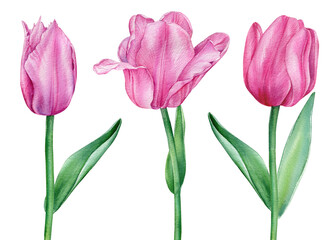 Watercolor tulips. Spring flowers. Pink tulip on a white background. Flora illustration. 