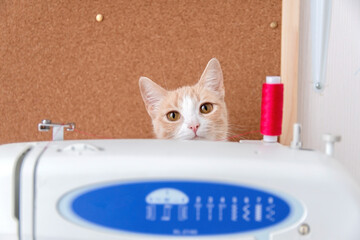 A cat peeks out from behind a sewing machine. The concept of needlework, sewing and a cat.