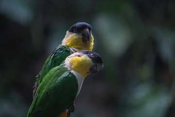 yellow and green black-headed caique birds with their partner on a tree branch