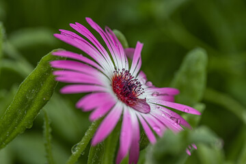 Fototapeta premium Ficoide plant with pink flowers, Ice plant 