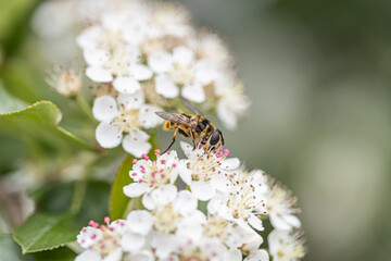 Aronia melanocarpa white flowers, closeup. Black chokeberry bloom and green leaves on branch in garden, closeup banner. Bloom pollinate bee.