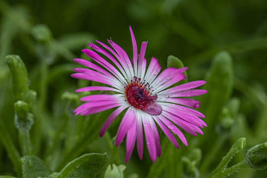 Ficoide plant with pink flowers, Ice plant "Mesembryanthemum crystallinum", ficoide glaciale, Aizoaceae succulent plant, Dorotheanthus bellidiformis plant. Isolated single detail of macro pohoto 