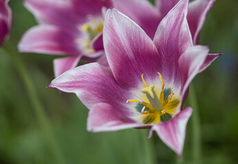 Lovely pink and white flower tulip blossom in the garden. Beautiful,purple and bright tulipa with green natural background. 