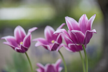 Obraz premium Lovely pink and white flower tulip blossom in the garden. Beautiful,purple and bright tulipa with green natural background. 