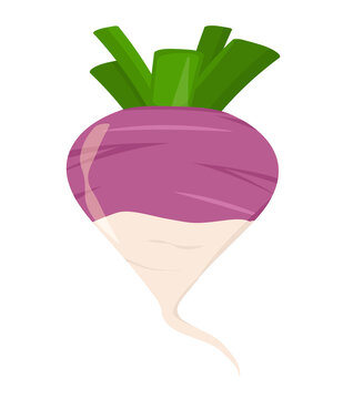 vector illustration of a turnip isolated on a white background