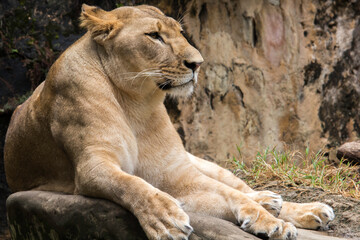 Obraz na płótnie Canvas lioness resting on a rock
