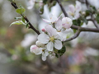 Blossom blooming on trees in springtime. Apple tree flowers blooming. Blossoming apple tree flowers with green leaves. Spring tree blossom flowers with green leaves. lovely  detail of tree blooming.