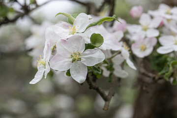 Blossom blooming on trees in springtime. Apple tree flowers blooming. Blossoming apple tree flowers with green leaves. Spring tree blossom flowers with green leaves. lovely  detail of tree blooming.