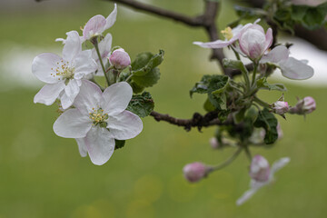 Blossom blooming on trees in springtime. Apple tree flowers blooming. Blossoming apple tree flowers with green leaves. Spring tree blossom flowers with green leaves. lovely  detail of tree blooming.