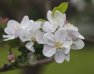 Blossom blooming on trees in springtime. Apple tree flowers blooming. Blossoming apple tree flowers with green leaves. Spring tree blossom flowers with green leaves. lovely  detail of tree blooming.