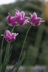 Closeup of pink and purple white tulips flowers with green leaves in the garden in the park outdoor. Lovely spring flowers