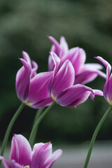 Closeup of pink and purple white tulips flowers with green leaves in the garden in the park outdoor. Lovely spring flowers