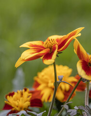 Fototapeta premium close-up of a colorful blossom of coreopsis verticillata against a colorful and green natural blurred background. Yellow bloom.