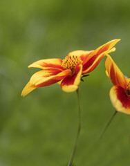 Fresh dahlia sunshine flower blooming in the botanical garden. Blurred green natural background. Selective focus. Isolated single one bloom of flower.