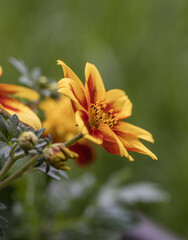 Fresh dahlia sunshine flower blooming in the botanical garden. Blurred green natural background. Selective focus. Isolated single one bloom of flower.