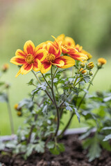 Fresh dahlia sunshine flower blooming in the botanical garden. Blurred green natural background. Selective focus.