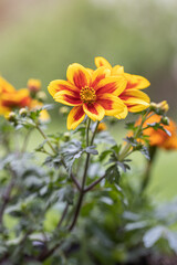 Fresh dahlia sunshine flower blooming in the botanical garden. Blurred green natural background. Selective focus.