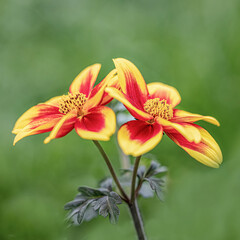 Two isolated bloom of Fresh dahlia sunshine flower blooming in the botanical garden. Blurred green natural background. Selective focus.
