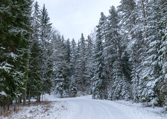 traditional winter landscape with snowy trees