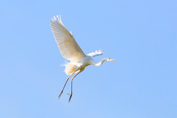 White great egret (heron) flies in the blue sky 