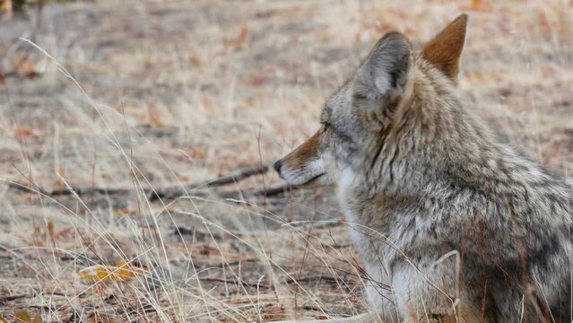 Wild furry wolf, gray coyote or grey coywolf, autumn forest glade, Yosemite national park wildlife, California fauna, USA. Portrait of hybrid dog like animal lying down on grass. Face, head and eyes.
