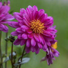 Selective focus of purple pink flower in the garden, Dahlia family Asteraceae, It is species of the genus and is widely cultivated, Nature floral background. Isolated single pink flower. Detail macro 