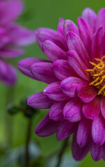Selective focus of purple pink flower in the garden, Dahlia family Asteraceae, It is species of the genus and is widely cultivated, Nature floral background. Isolated single pink flower. Detail macro 