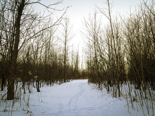Frozen trails in the woods at dusk