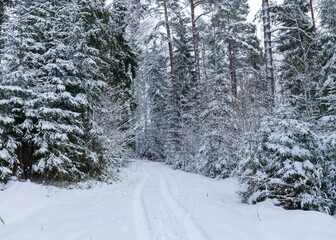 traditional winter landscape with snowy trees