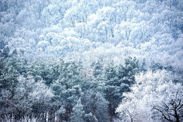 Winter forest in hoarfrost