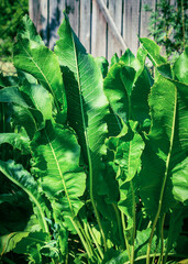 Horseradish natural vegetable herbaceous medicinal plant grows on a bed in a garden. Growing and harvesting fresh green leaves. Useful food, spice, gardening, agriculture
