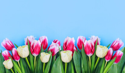 Fototapeta premium banner of colorful tulips on a blue background with space for text