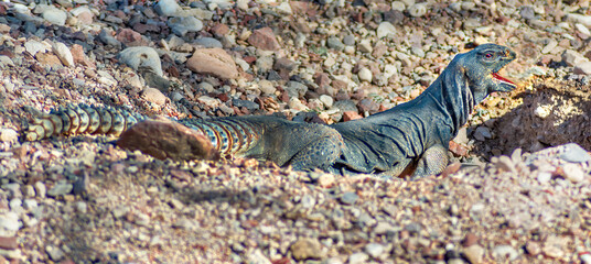 The Egyptian Mastigure (Uromastyx aegytius) is the largest lizard in Israel, it can reach a length...