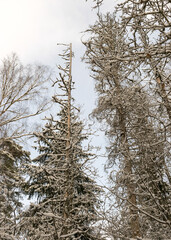 traditional winter landscape with snowy trees