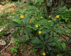 Tiny yellow flowers and seeds of Biophytum Reinwardtii plant