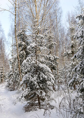traditional winter landscape with snowy trees