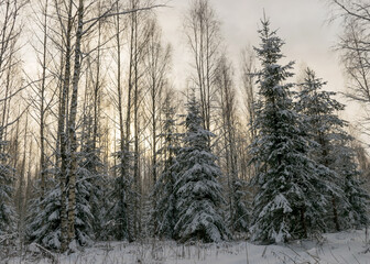 traditional winter landscape with snowy trees