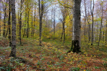 Obraz premium Autumn forest with fallen leaves