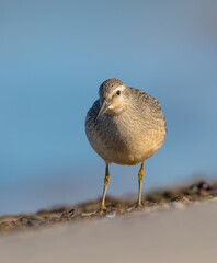 Red Knot - Calidris canutus - on the autumn migration way at a seashore