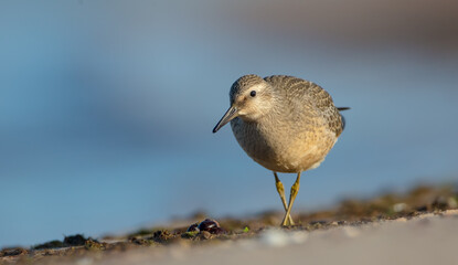 Red Knot - Calidris canutus - on the autumn migration way at a seashore