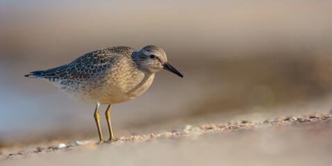 Red Knot - Calidris canutus - on the autumn migration way at a seashore