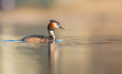 Great Crested Grebe - Podiceps cristatus - at the little lake in spring